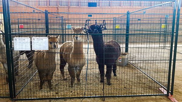 Modu-Loc fence used to create pens for alpacas